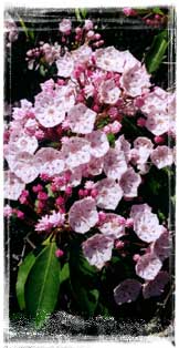 Mountain Laurel